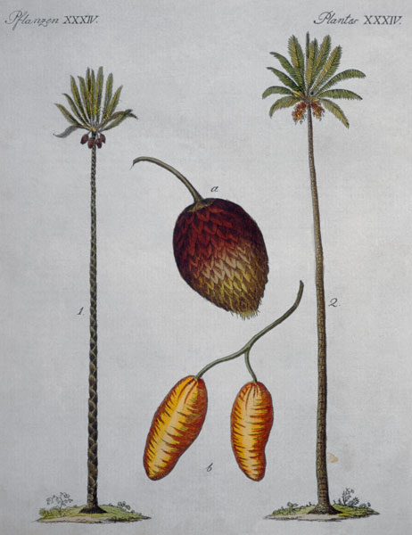 Palm Trees / From Bertuch, 1796 von Bertuch