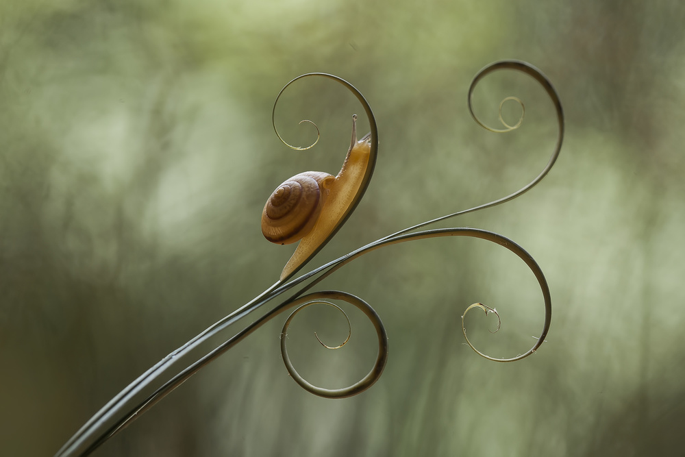 Schnecke und Blätter von Abdul Gapur Dayak