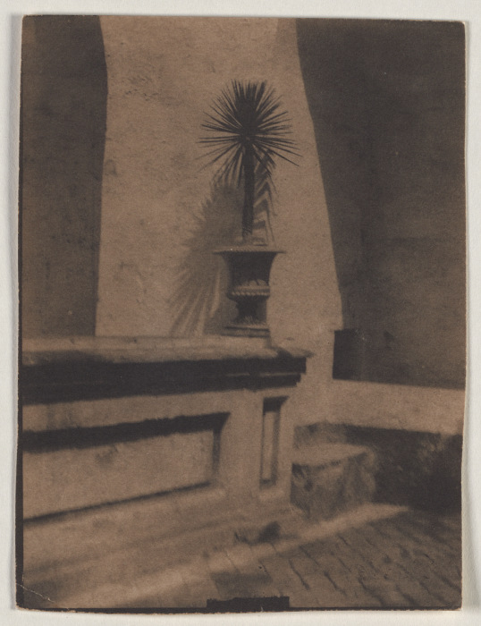 Topf mit kleiner Palme vor einer Mauer von Adolf DeMeyer