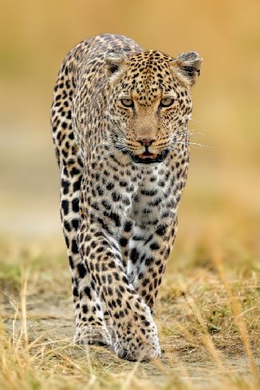 Leopard