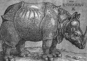 Rhinocerus 1515