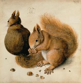 Eichhörnchen 1512