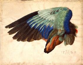 Flügel eines Vogels 1524