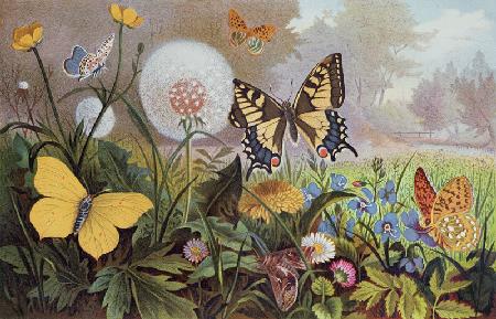 Butterflies, illustration from an Hungarian natural history book, c.1900 (colour litho) 1844