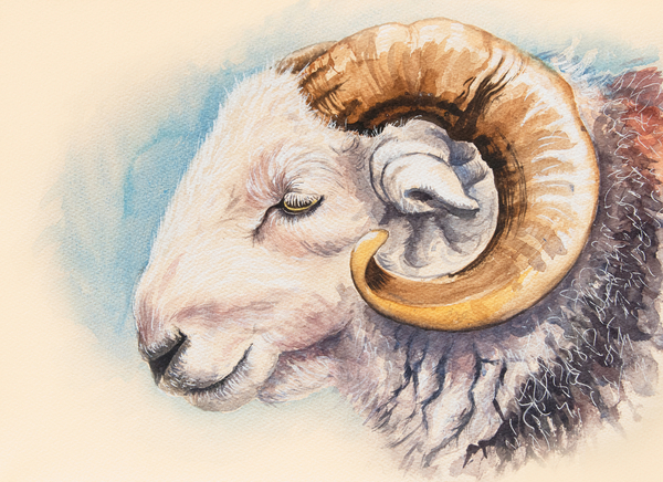 A Herdwick Ram von Alison  Cooper