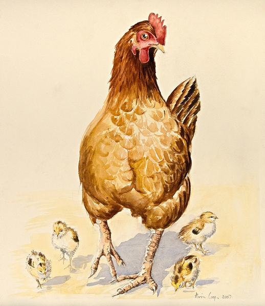 Georges Hen and her Chicks von Alison  Cooper