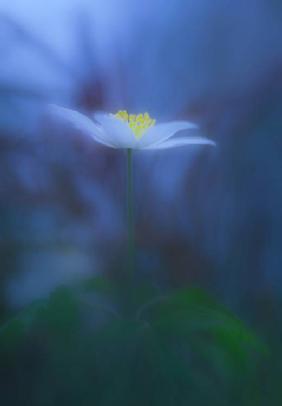 Wood anemone