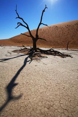 Baum im Deadvlei Namiba von Andreas Pollok
