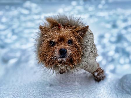 Lola – mein Höllenhund