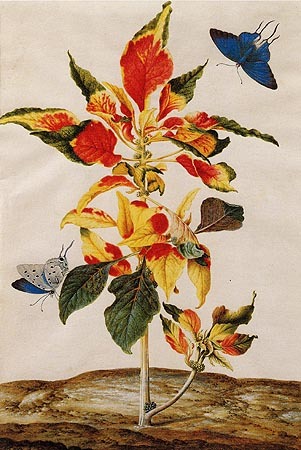 Amaranthus Tricolor von Maria Sibylla Merian