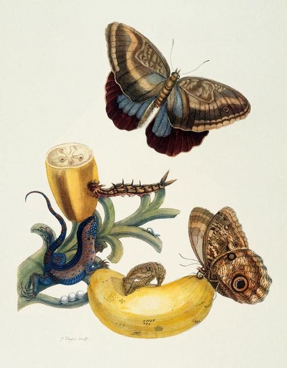 Bananenfrucht und Caligo (Musa sapientium und Caligo teucer). von Maria Sibylla Merian