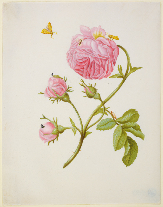 Buschrose mit Miniermotte, Larve und Puppe von Maria Sibylla Merian