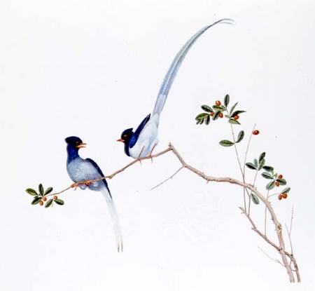 Red-billed blue magpies, on a branch with red berries von Anonymous