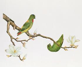 Blue-crowned parakeet, hanging on a magnolia branch Ch'ien-lun