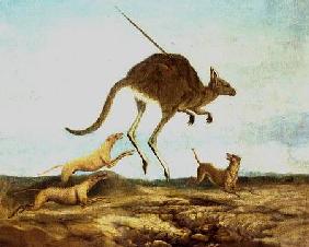 Kangaroo Hunting