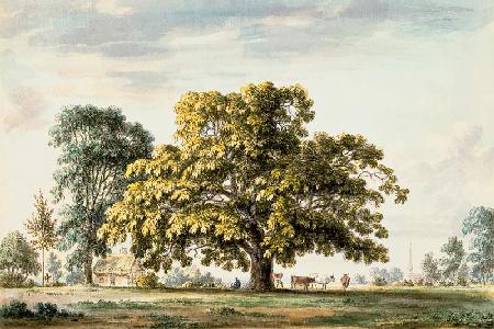 A Walnut Tree at Denton, near Grantham  and