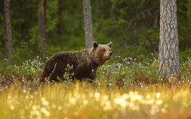 Brown Bear