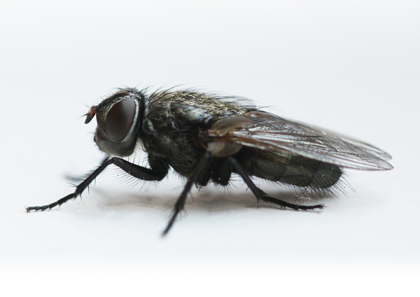 Fliege von Birge George