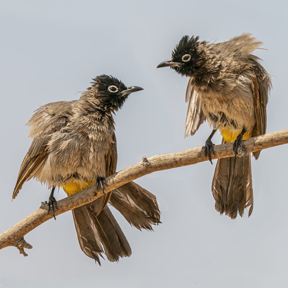 Boshafte Vögel von Boris Lichtman