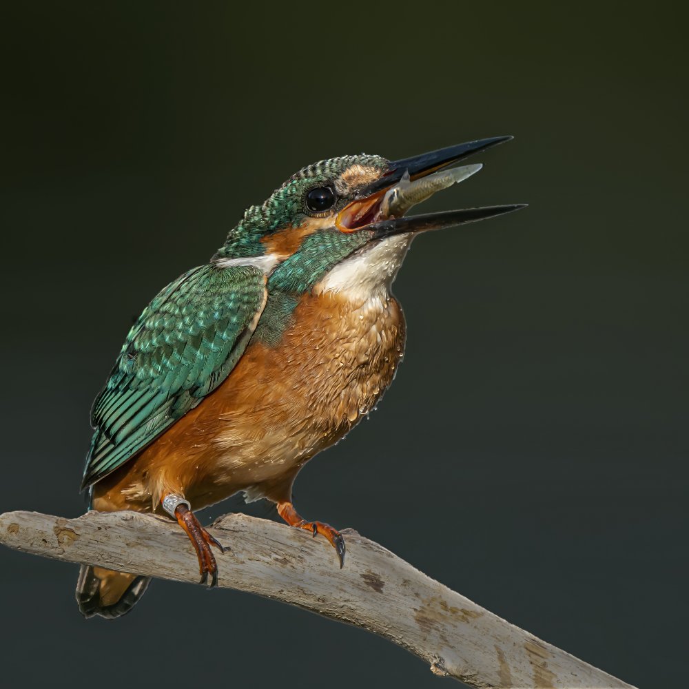 Eisvogel von Boris Lichtman