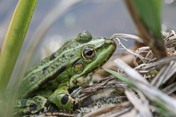 Teichfrosch von Brita Stein