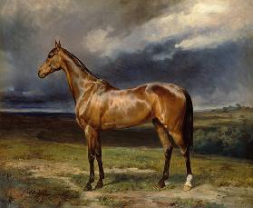 'Abdul Medschid' the chestnut arab horse 1855
