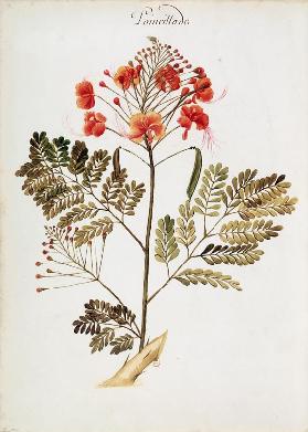 Poinciana