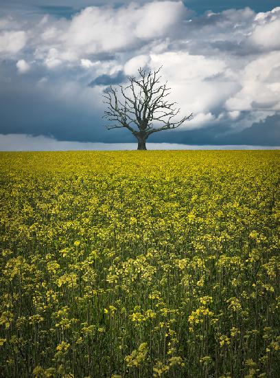 Oaktree auf Canolafield