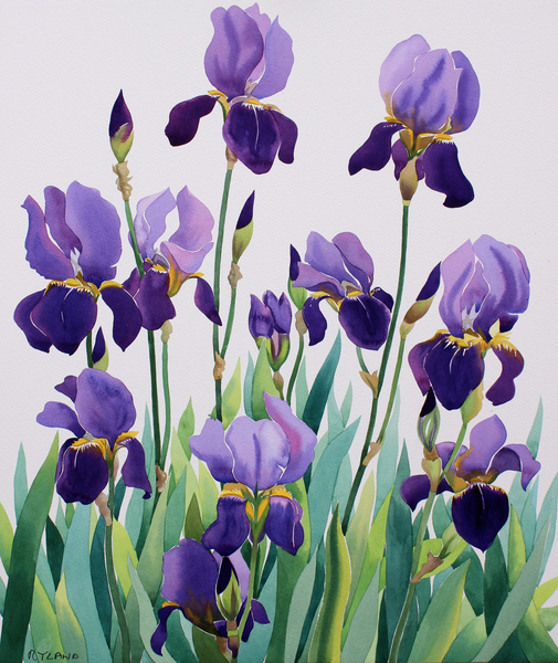 Purple Irises von Christopher  Ryland