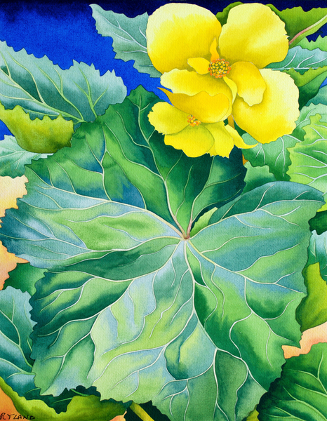 Yellow Begonia von Christopher  Ryland