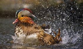 Mandarin Duck