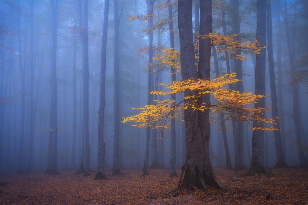 Nebeliger Wald von David Fazaeli