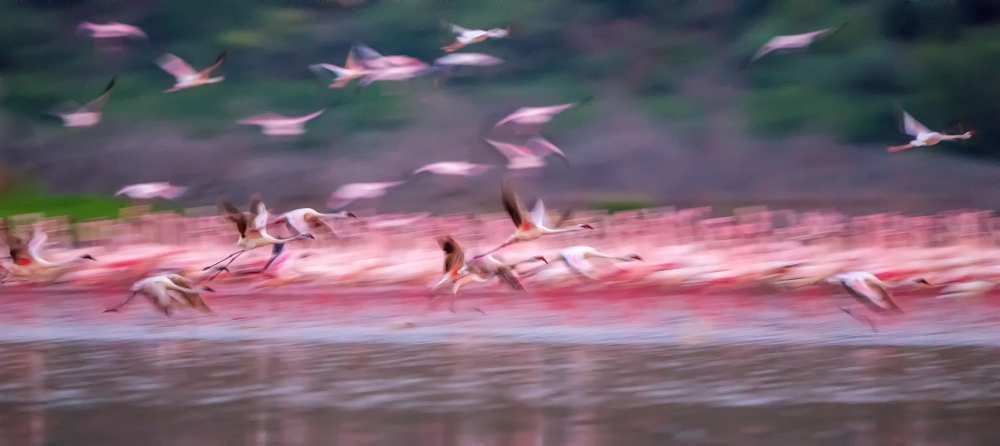Flamingos in Dawn von David Hua