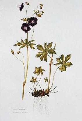 Dusky Cranesbill (w/c on paper) 