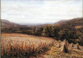 Harvest Time near Ashburton 1884  and
