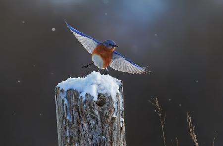 Östlicher blauer Vogel-7