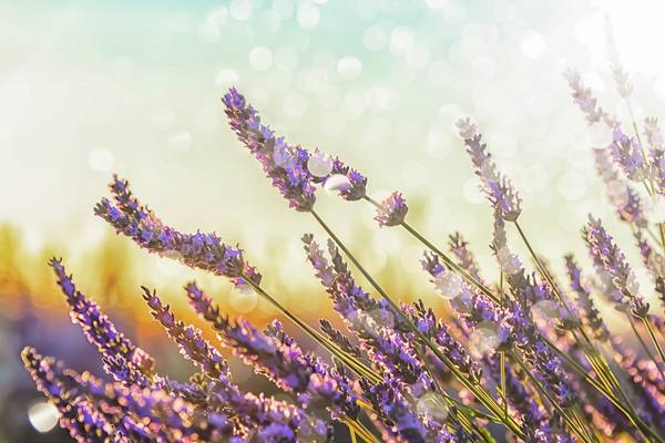Lavender Field von Emmanuel Charlat