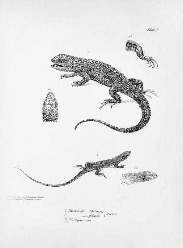 Shingled Iguana, illustration from ''The Zoology of the Voyage of H.M.S Beagle, 1832-36'' Charles Da von English School