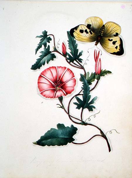 Convolvulus with Yellow Butterfly, from `Flowers' an English Botanical Manuscript (c.1840) von English School