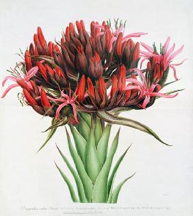 Gymea Lily 1826  on