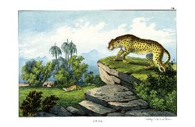 Hunting Leopard 1860