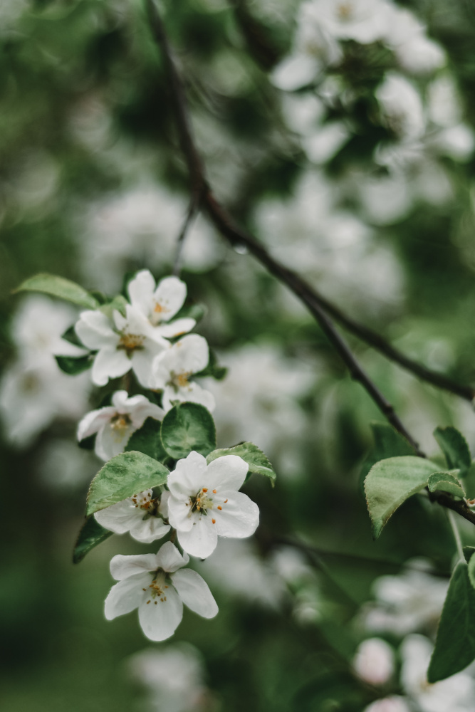 Frühlingsserie – Apfelblüten im Regen 3/12 von Eva Bronzini