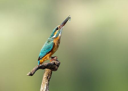 Wunderschöner Eisvogel