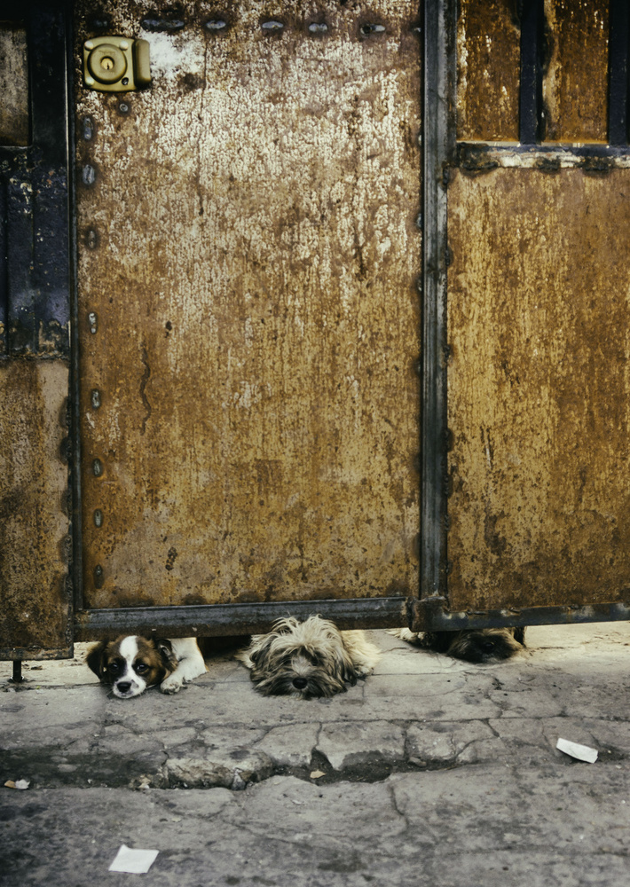 Drei traurige Hunde von Fabian Romano