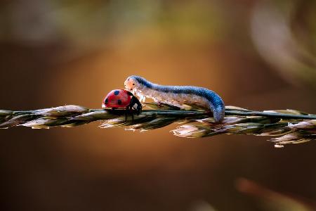 Liebe ist Blindheit