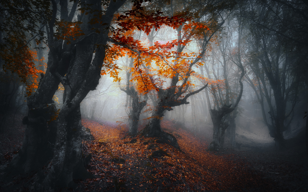 Herbstfarben. von Fabrizio Massetti