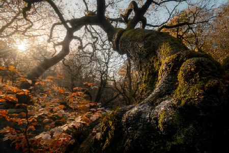 Verdrehte Natur