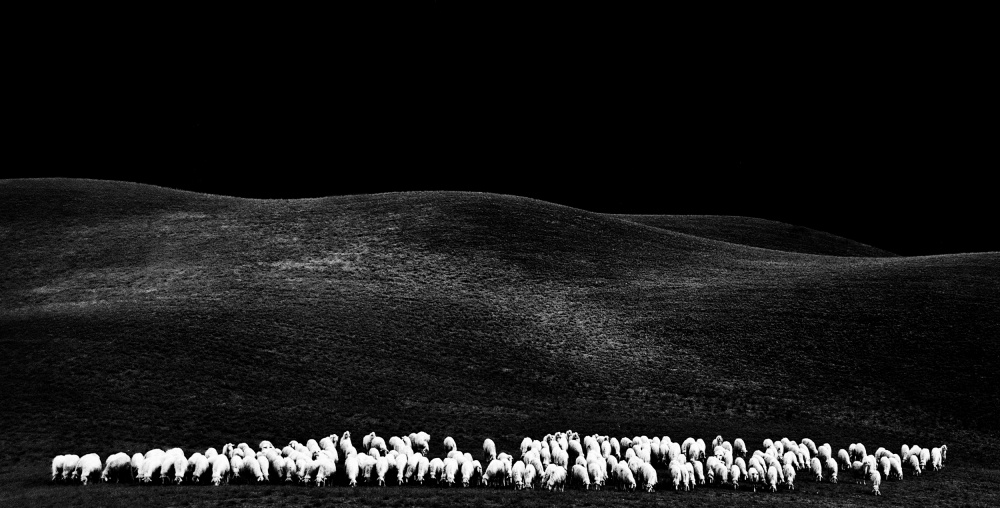 weiße Schafe von Franco Maffei