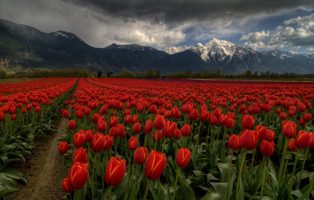 Tulpen in Great Vancouver BC Kanada von Fred Zhang