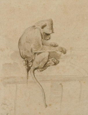 A Monkey (ink on paper) von French School